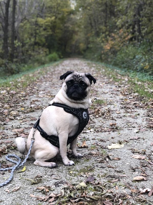 /images/uploads/pug nation rescue of los angeles/pugnation2020/entries/11794thumb.jpg